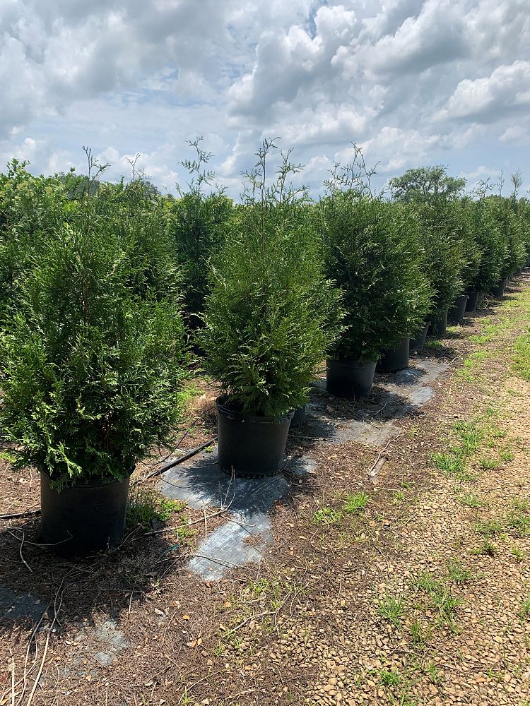 thuja-arborvitae