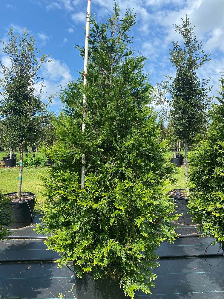 thuja-arborvitae