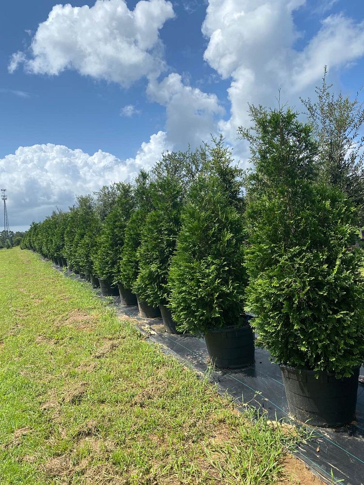 thuja-arborvitae