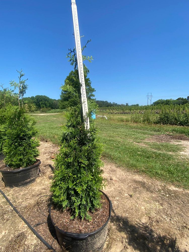 thuja-arborvitae