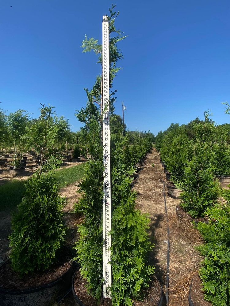 thuja-arborvitae