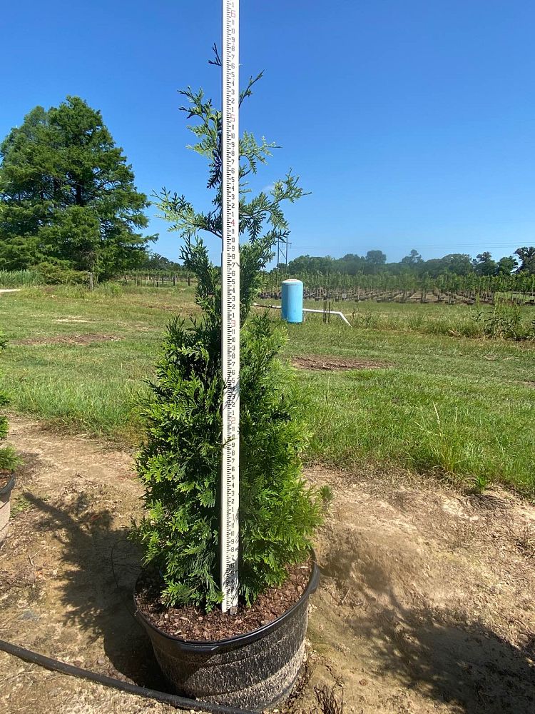 thuja-arborvitae