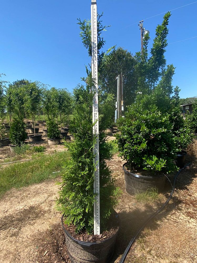 thuja-arborvitae