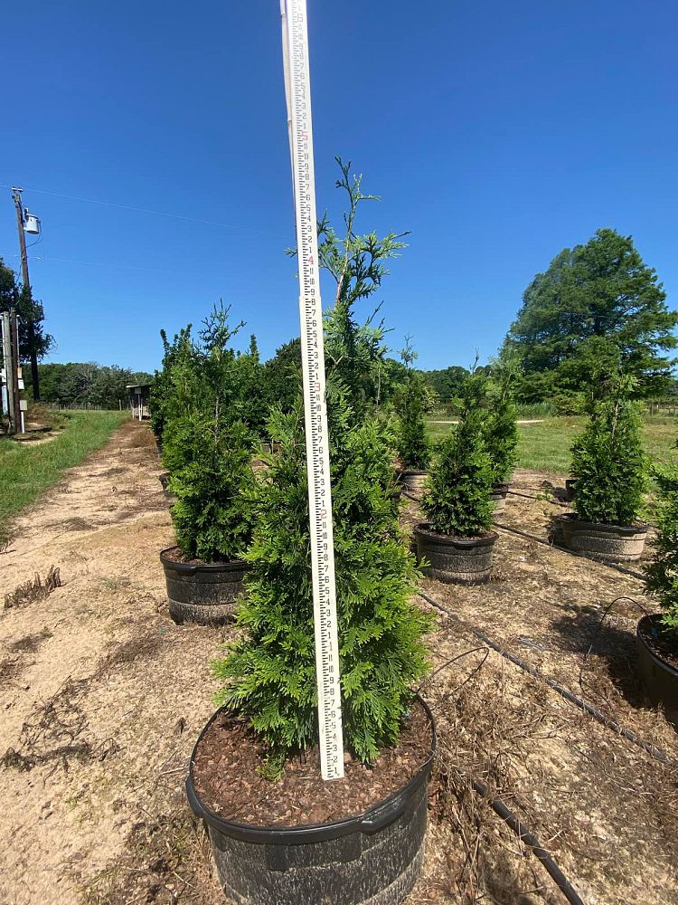 thuja-arborvitae