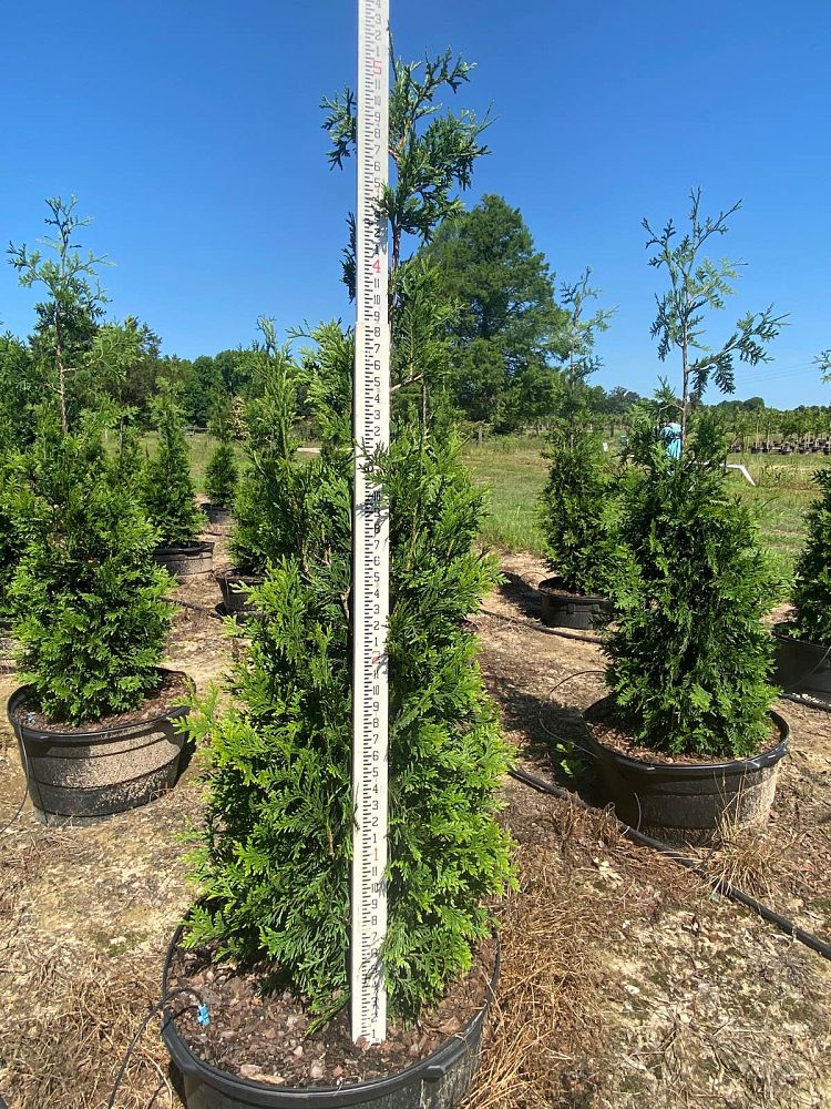 thuja-arborvitae