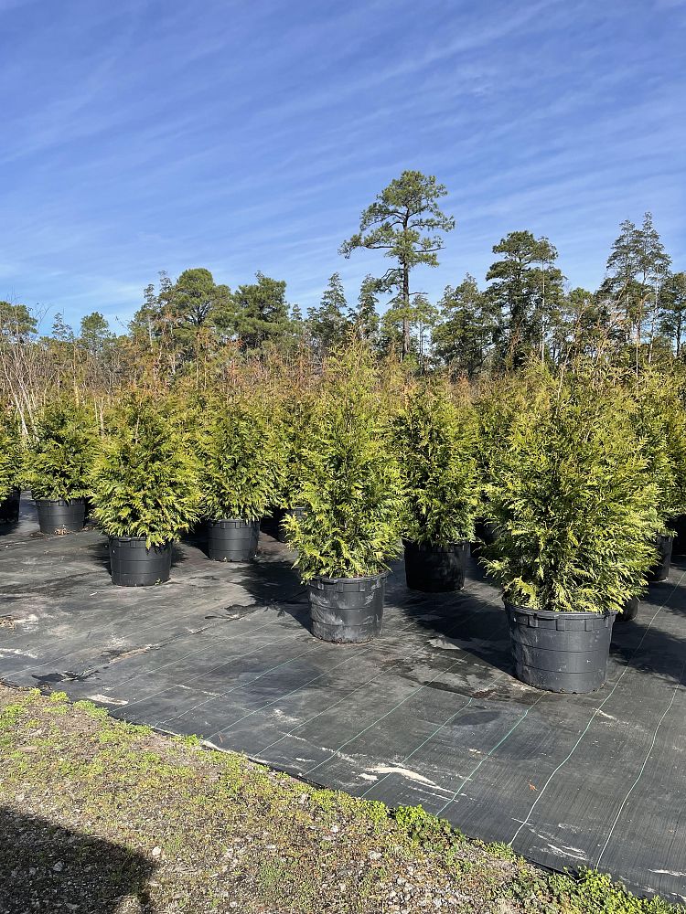 thuja-arborvitae