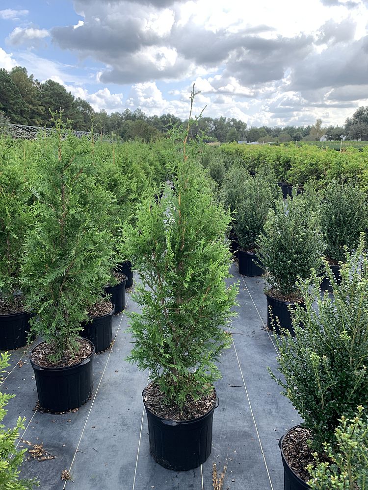thuja-arborvitae