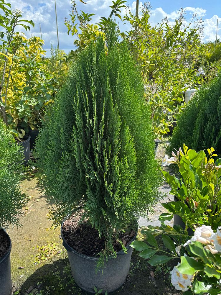 thuja-arborvitae