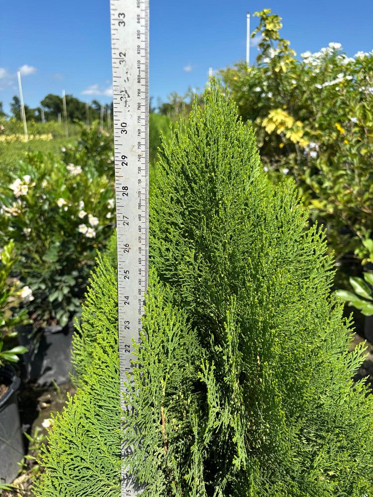 thuja-arborvitae