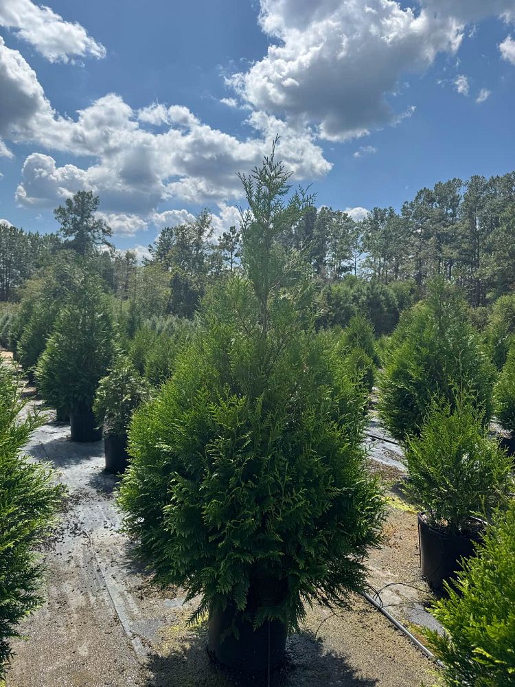 thuja-arborvitae