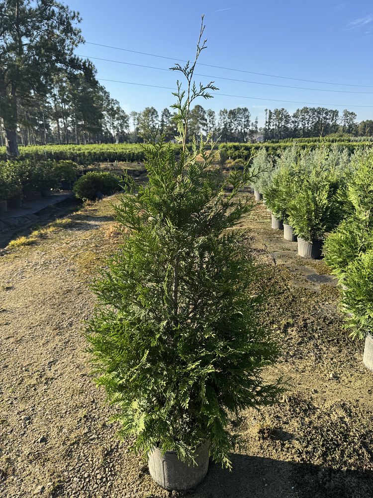 thuja-arborvitae