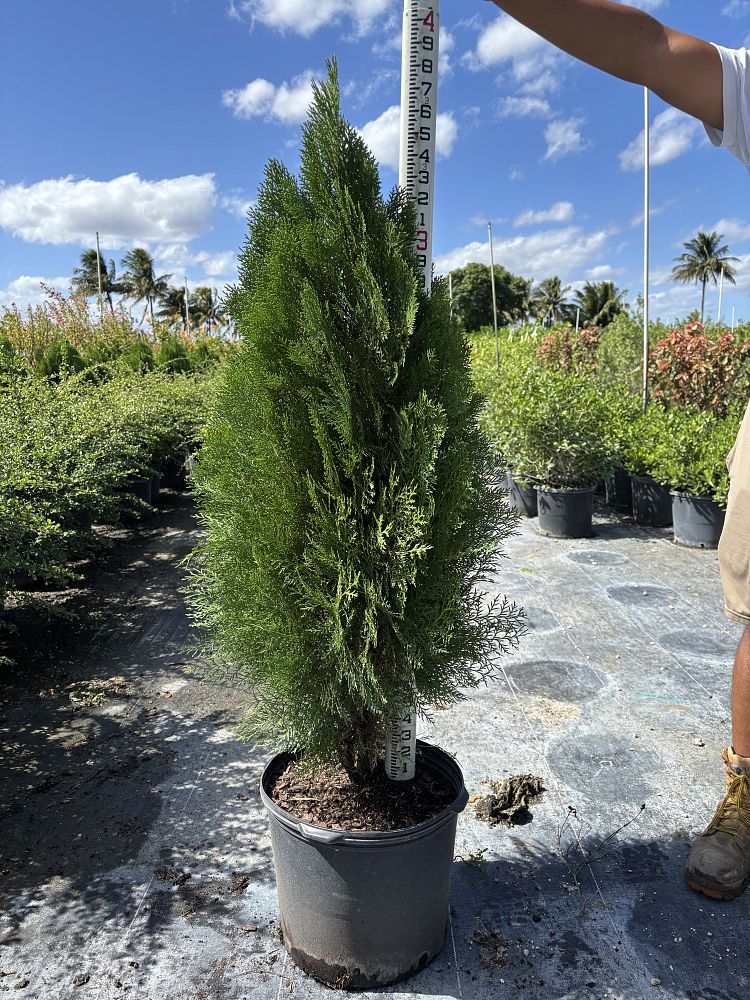 thuja-arborvitae