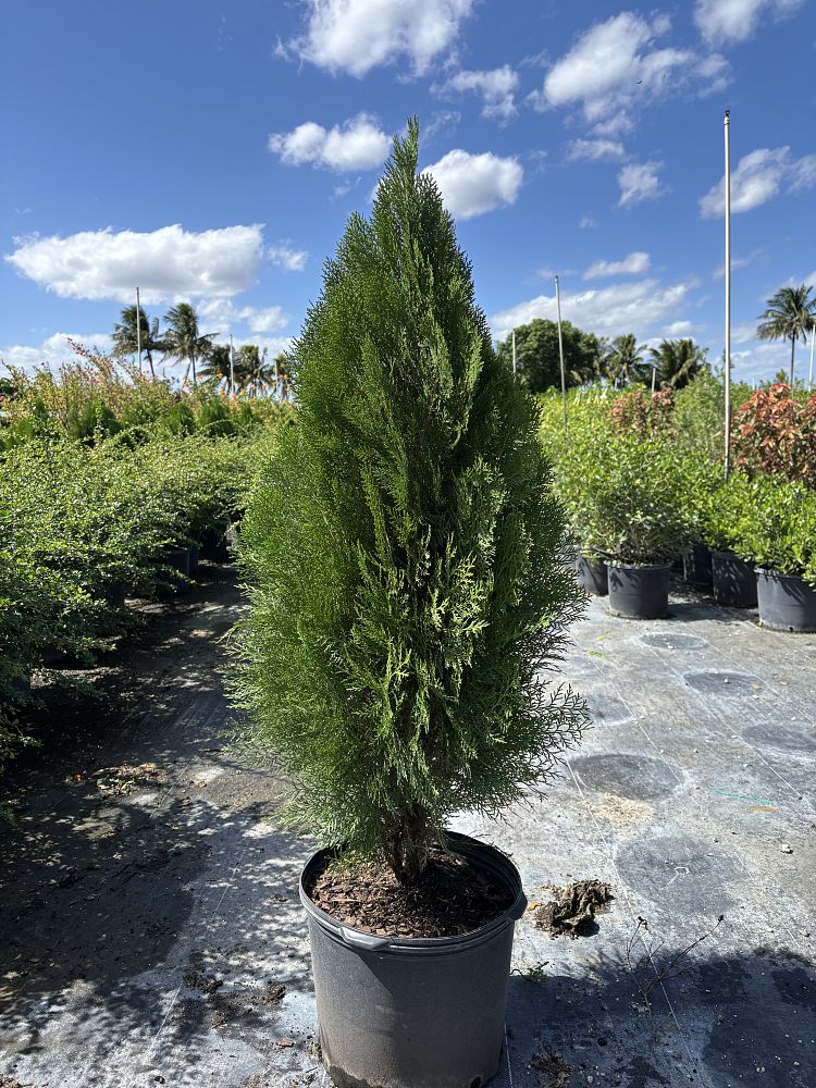 thuja-arborvitae