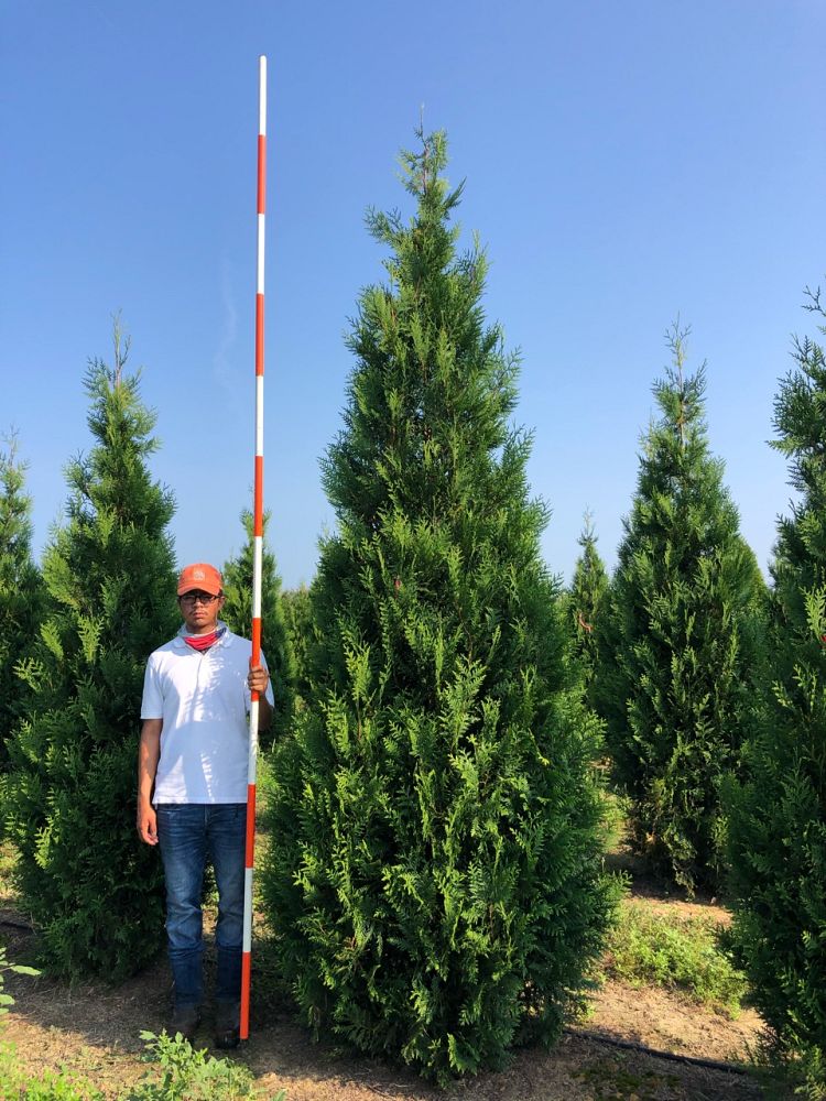 thuja-attapulgus-arborvitae-titan-western-cedar