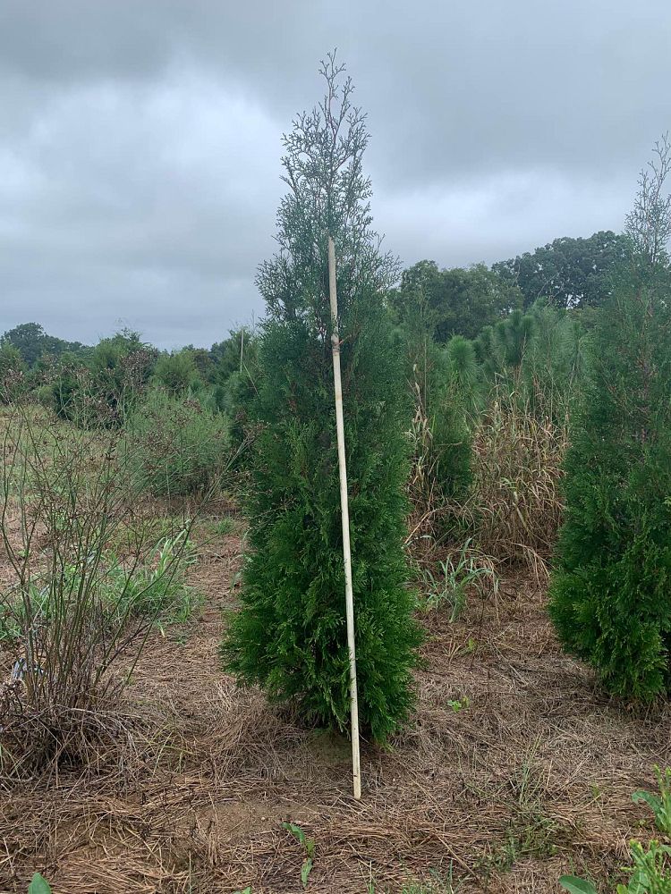 thuja-occidentalis-american-pillar-arborvitae-false-white-cedar