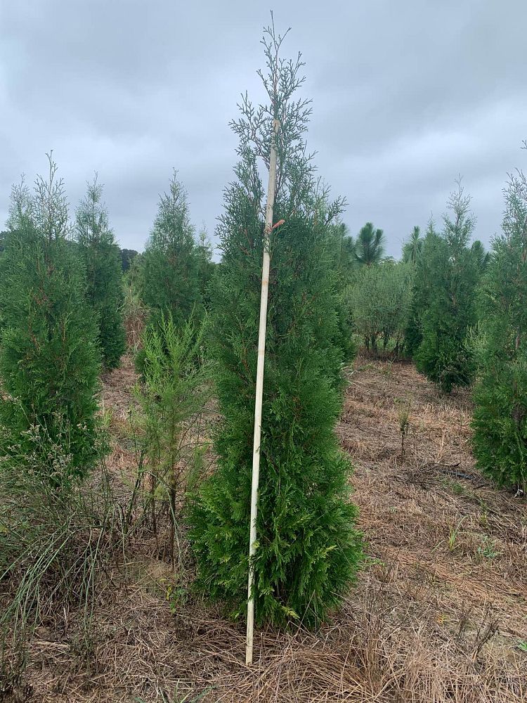 thuja-occidentalis-american-pillar-arborvitae-false-white-cedar