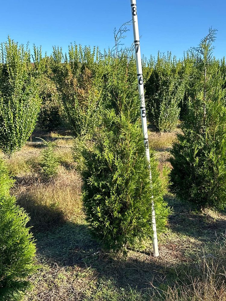 thuja-occidentalis-american-pillar-arborvitae-false-white-cedar