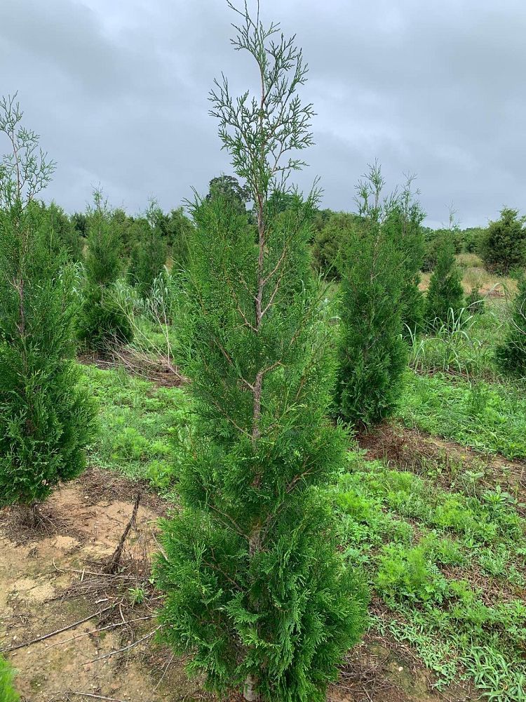 thuja-occidentalis-american-pillar-arborvitae-false-white-cedar