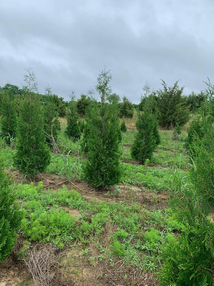 thuja-occidentalis-american-pillar-arborvitae-false-white-cedar