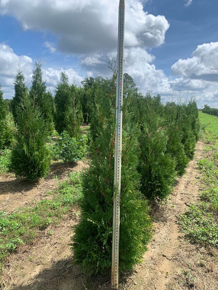 thuja-occidentalis-american-pillar-arborvitae-false-white-cedar