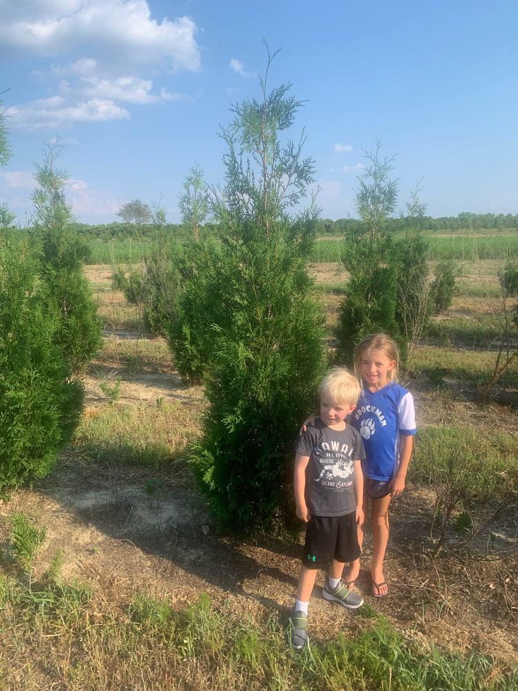 thuja-occidentalis-american-pillar-arborvitae-false-white-cedar