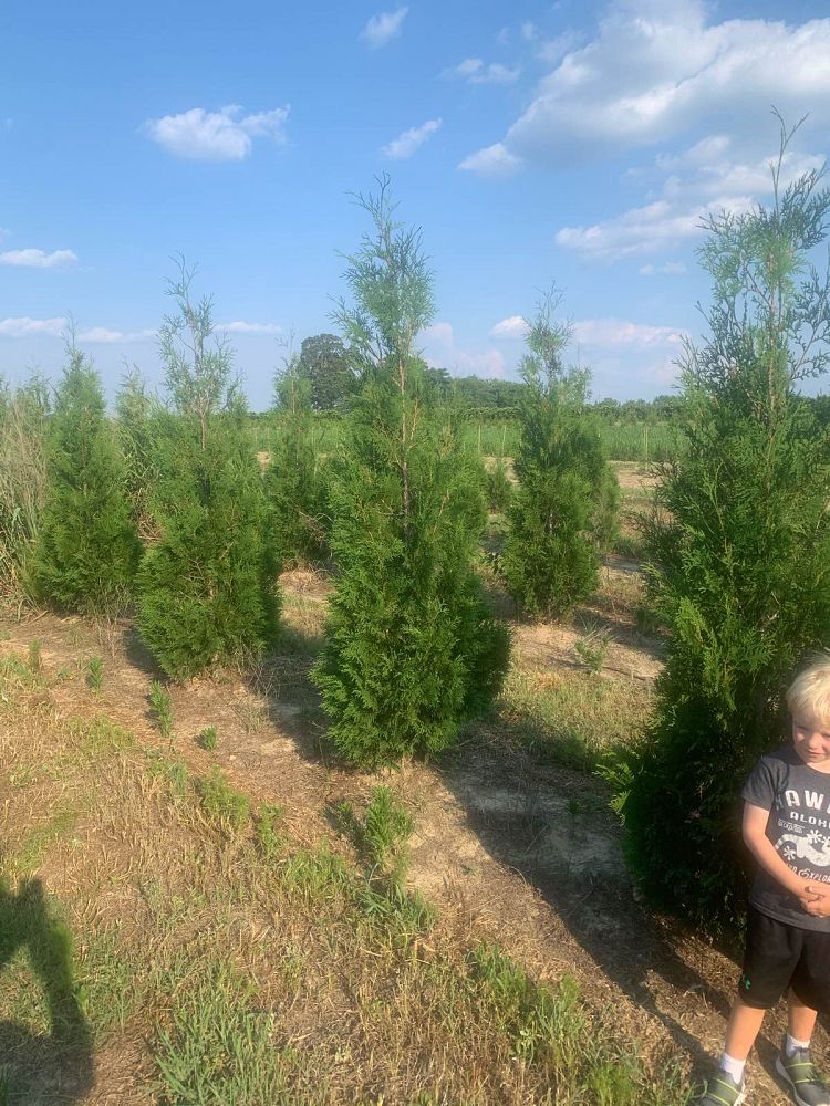thuja-occidentalis-american-pillar-arborvitae-false-white-cedar