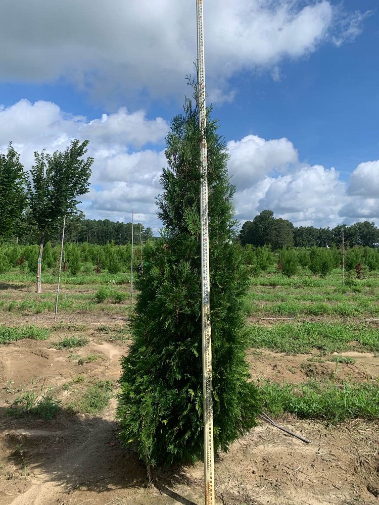 thuja-occidentalis-american-pillar-arborvitae-false-white-cedar