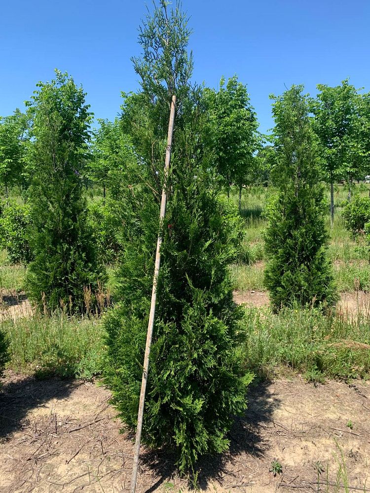 thuja-occidentalis-american-pillar-arborvitae-false-white-cedar
