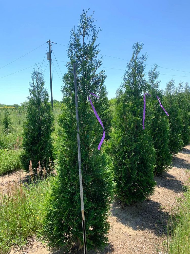 thuja-occidentalis-american-pillar-arborvitae-false-white-cedar