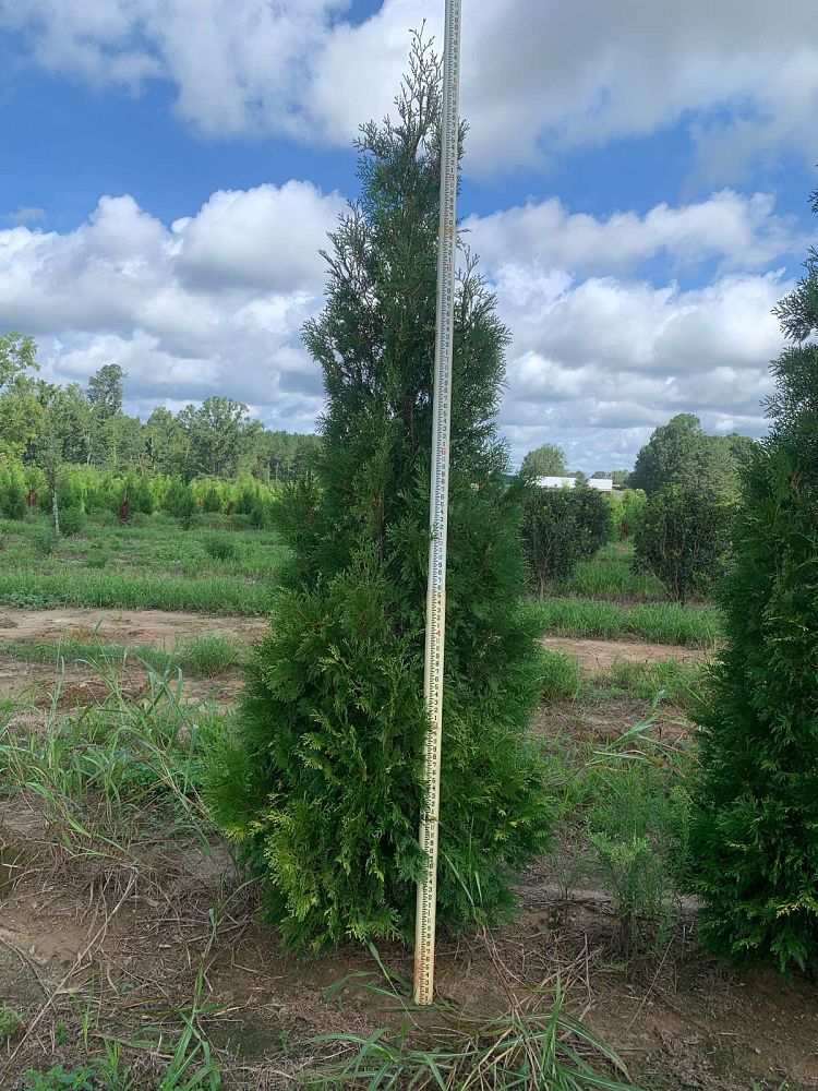 thuja-occidentalis-american-pillar-arborvitae-false-white-cedar