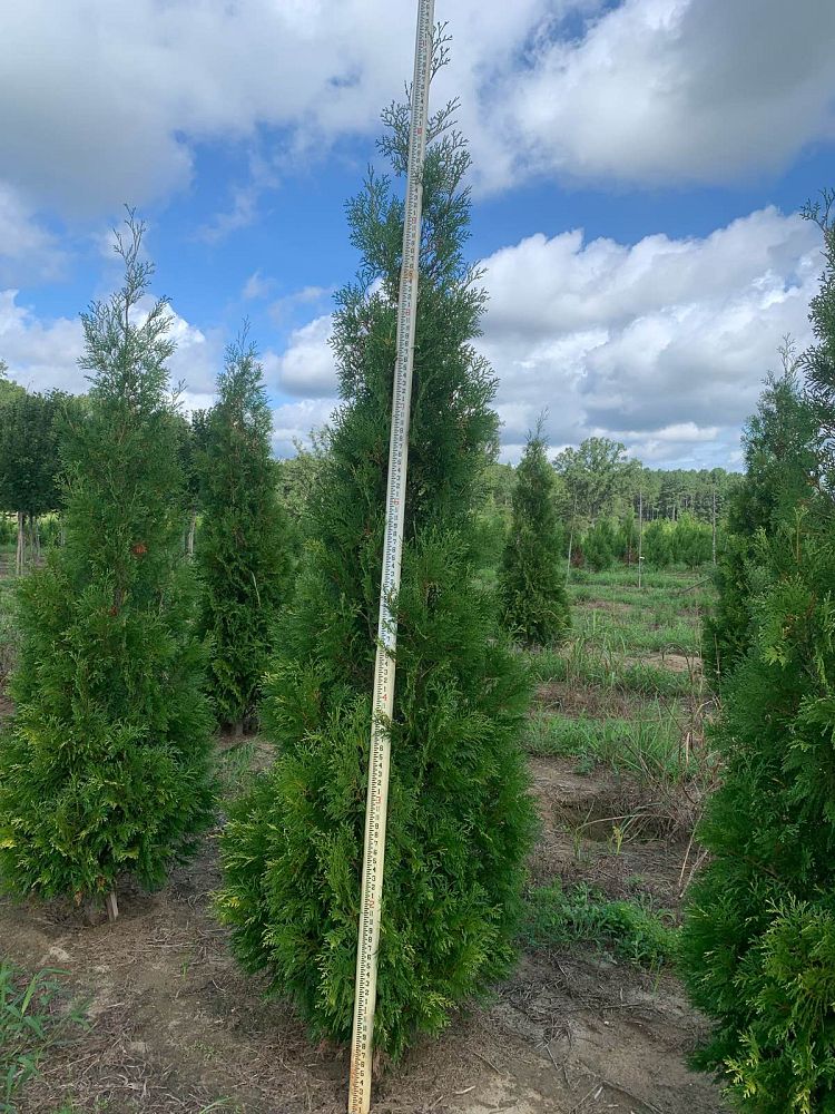thuja-occidentalis-american-pillar-arborvitae-false-white-cedar