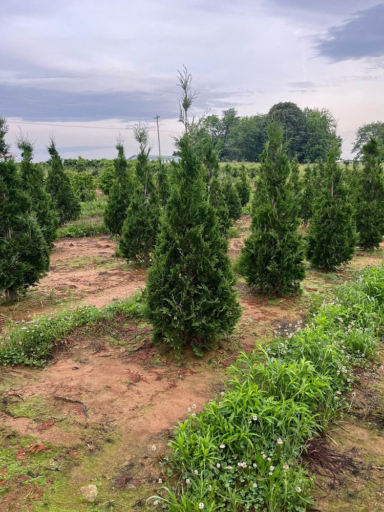 thuja-occidentalis-american-pillar-arborvitae-false-white-cedar