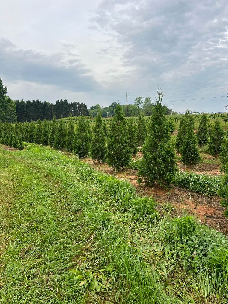 thuja-occidentalis-american-pillar-arborvitae-false-white-cedar