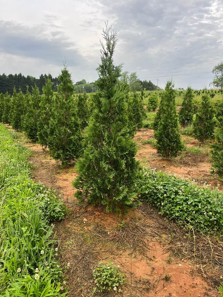 thuja-occidentalis-american-pillar-arborvitae-false-white-cedar