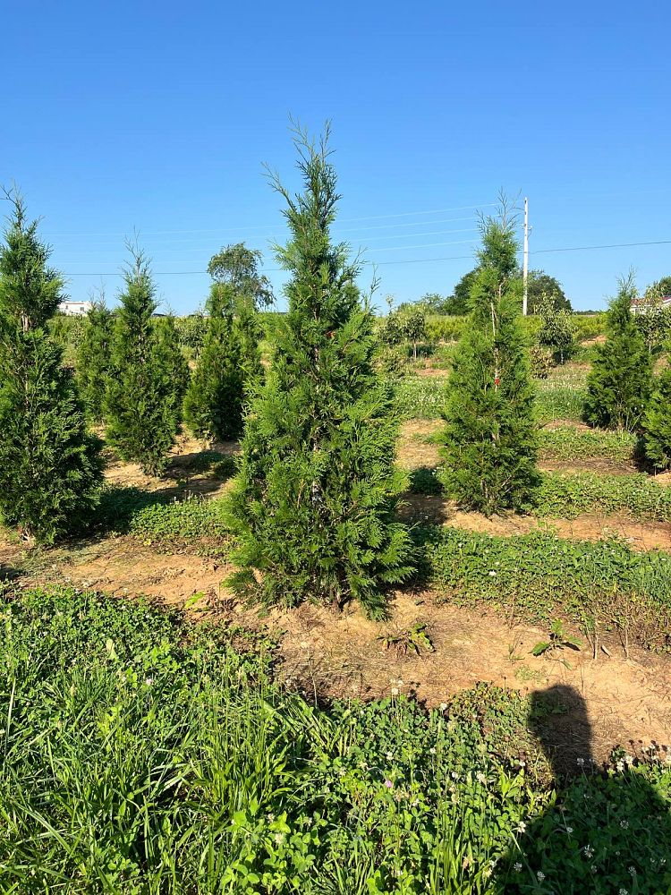 thuja-occidentalis-american-pillar-arborvitae-false-white-cedar
