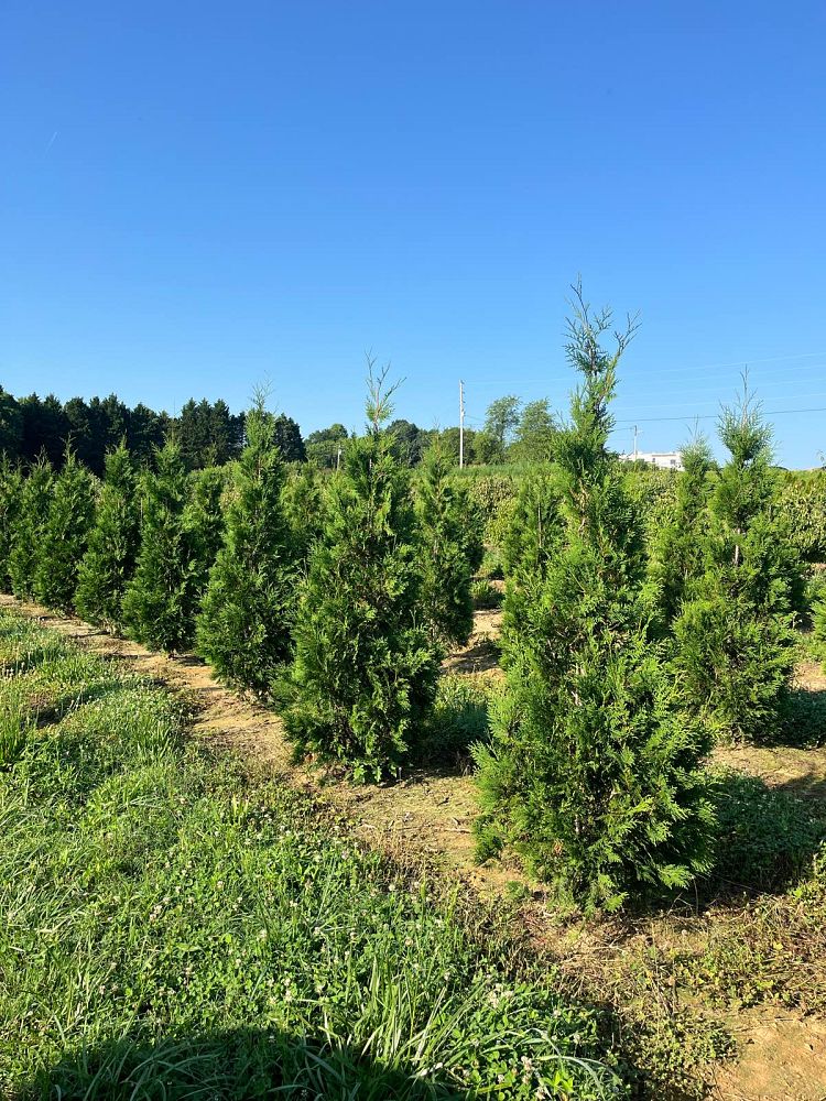 thuja-occidentalis-american-pillar-arborvitae-false-white-cedar
