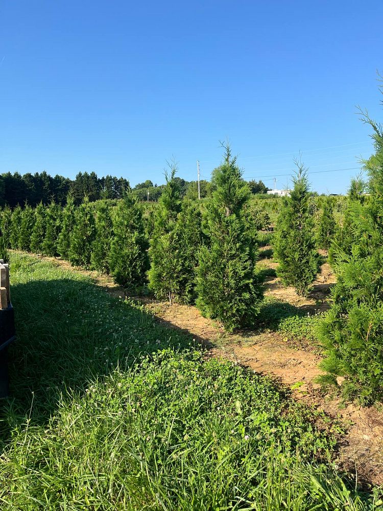 thuja-occidentalis-american-pillar-arborvitae-false-white-cedar
