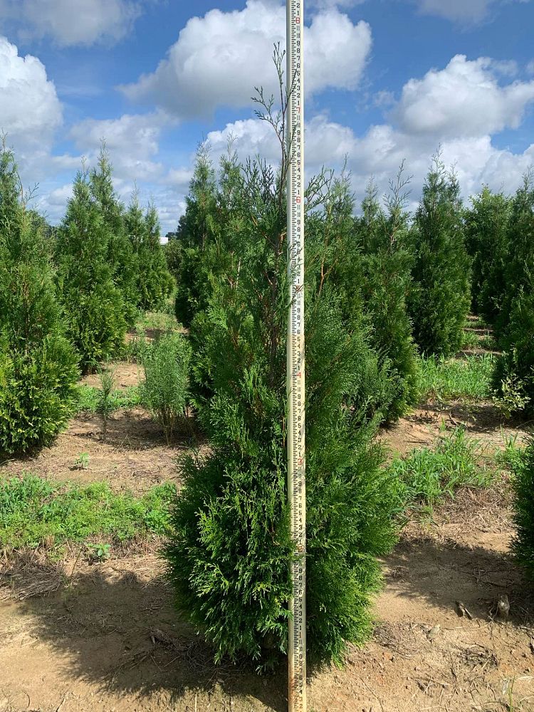 thuja-occidentalis-american-pillar-arborvitae-false-white-cedar