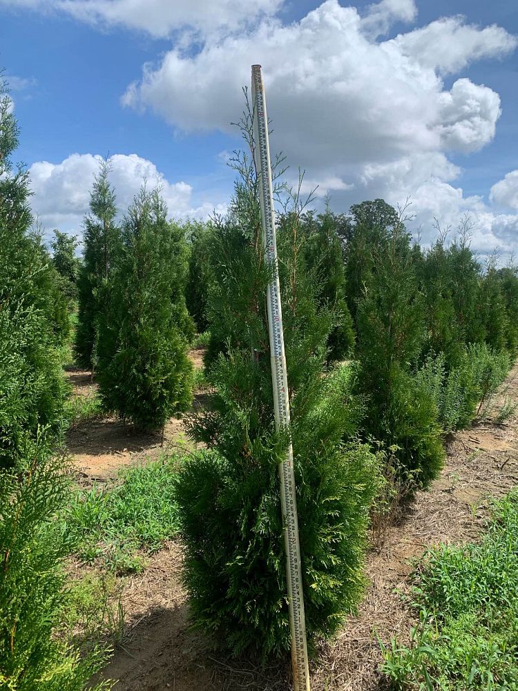 thuja-occidentalis-american-pillar-arborvitae-false-white-cedar