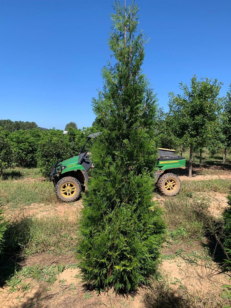 thuja-occidentalis-american-pillar-arborvitae-false-white-cedar