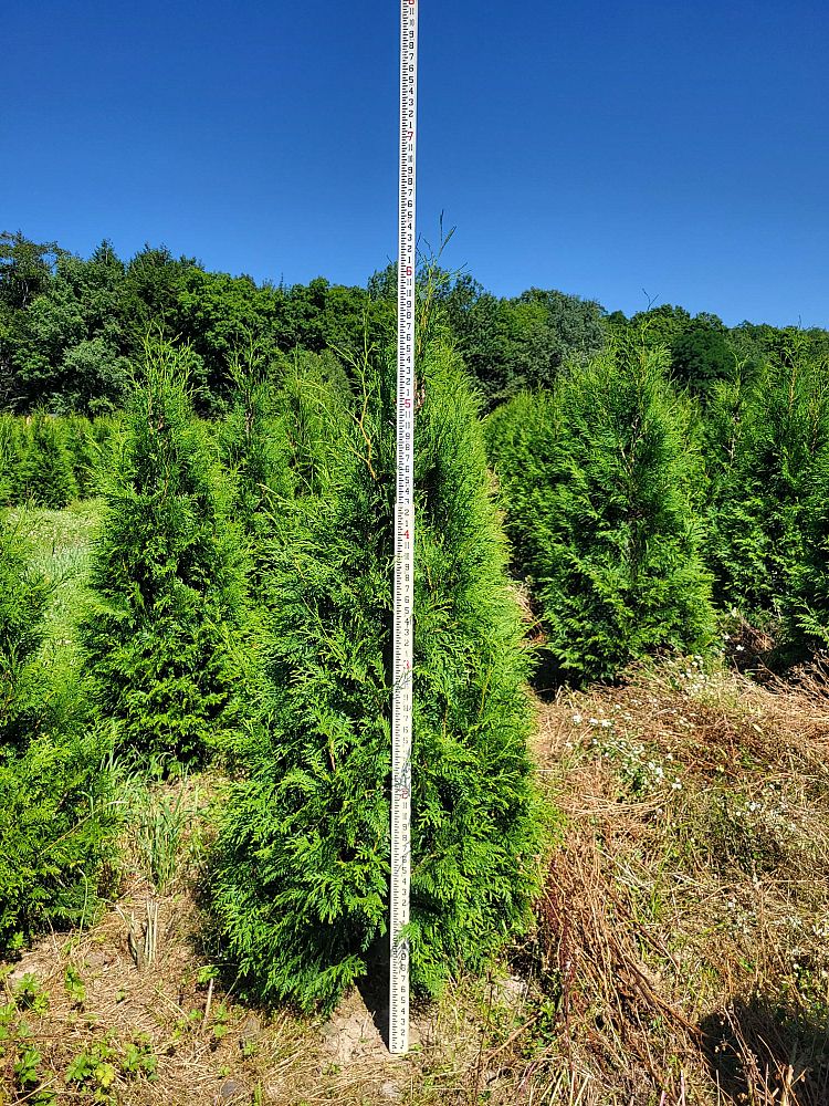 thuja-occidentalis-american-pillar-arborvitae-false-white-cedar