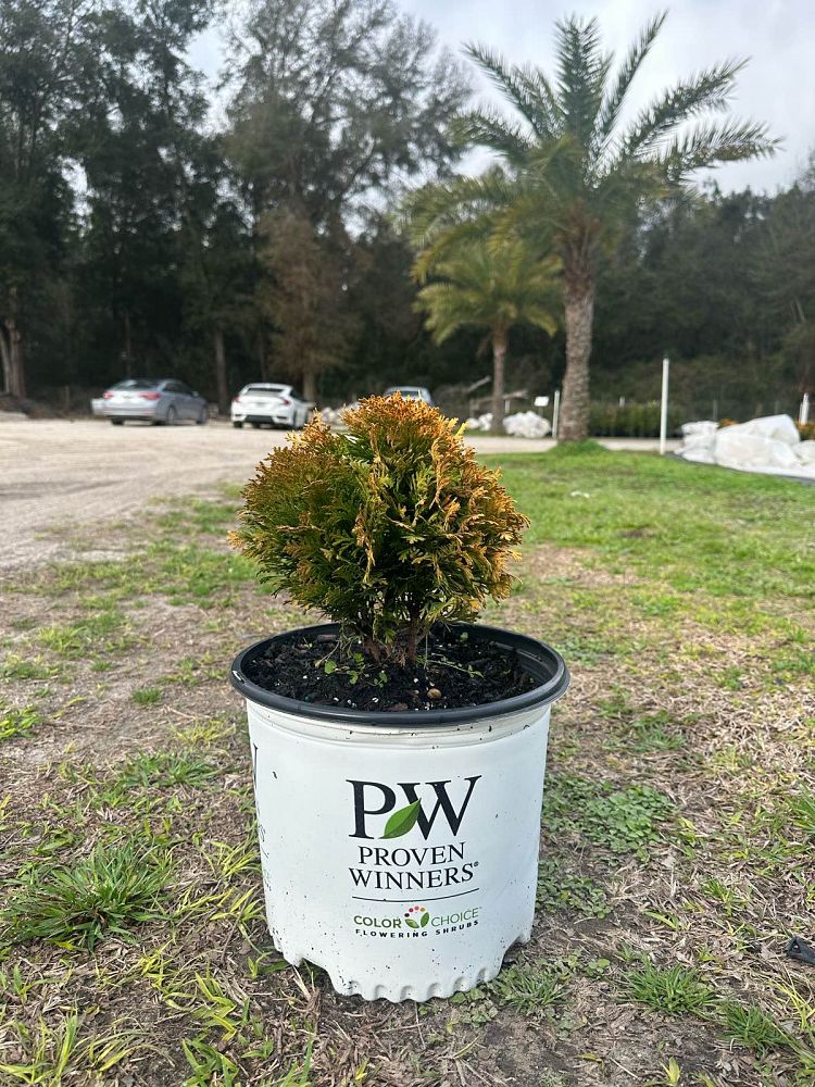thuja-occidentalis-anna-van-vloten-anna-s-magic-ball-reg-arborvitae