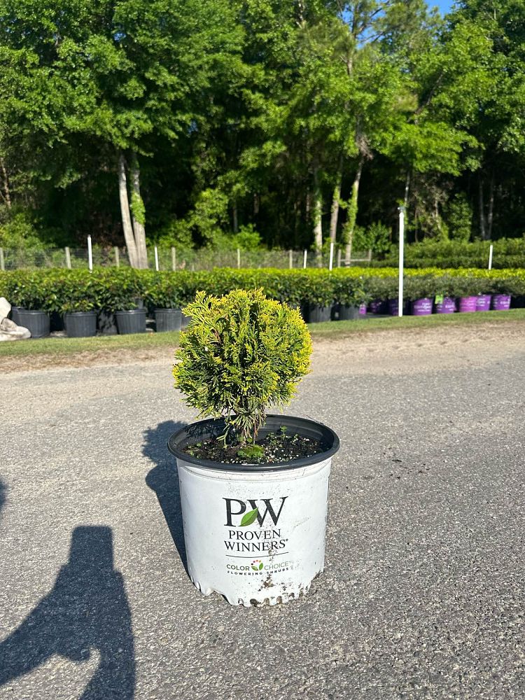 thuja-occidentalis-anna-van-vloten-anna-s-magic-ball-reg-arborvitae