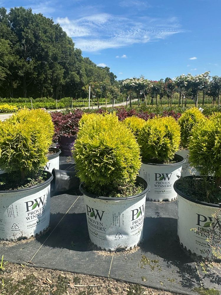 thuja-occidentalis-anna-van-vloten-anna-s-magic-ball-reg-arborvitae