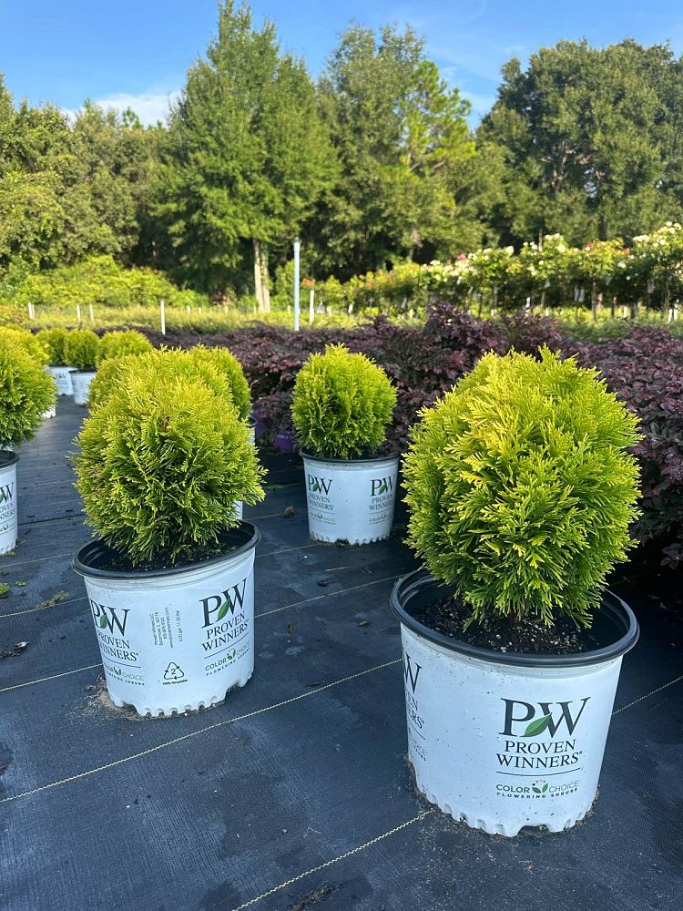thuja-occidentalis-anna-van-vloten-anna-s-magic-ball-reg-arborvitae