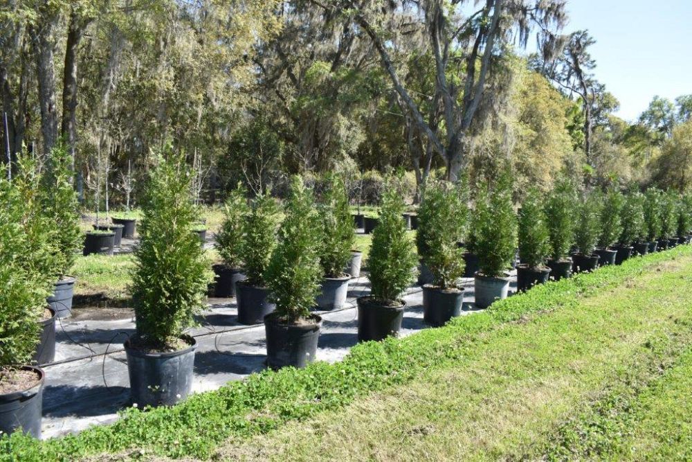 thuja-occidentalis-arborvitae-false-white-cedar