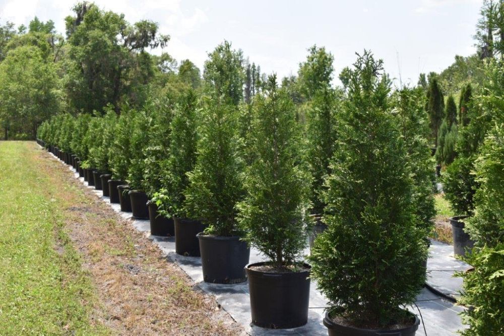 thuja-occidentalis-arborvitae-false-white-cedar