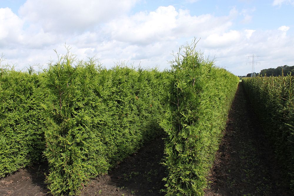 thuja-occidentalis-arborvitae-false-white-cedar
