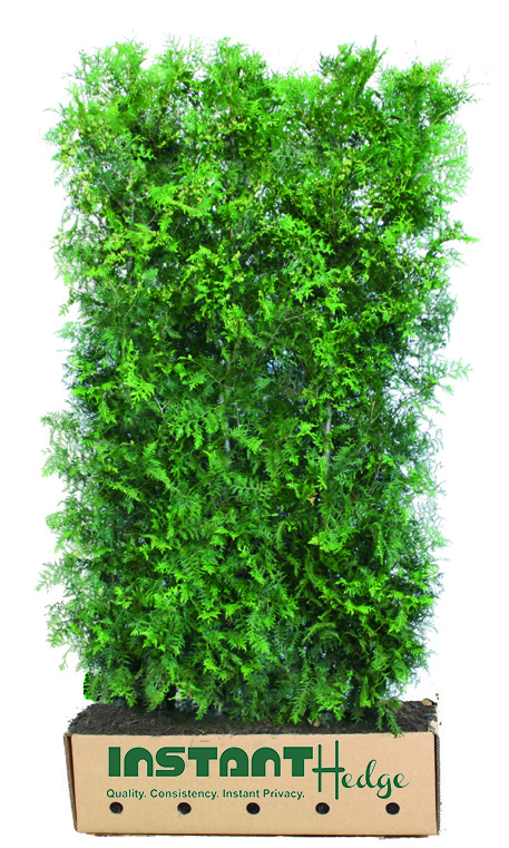 thuja-occidentalis-arborvitae-false-white-cedar