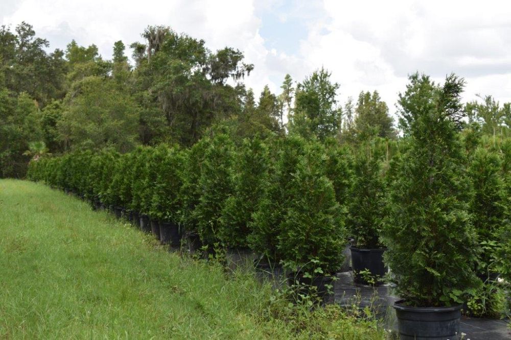 thuja-occidentalis-arborvitae-false-white-cedar